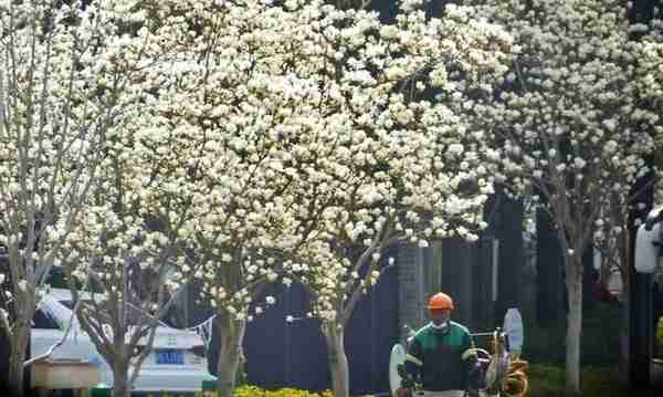 高铁2小时直达！好花呀~