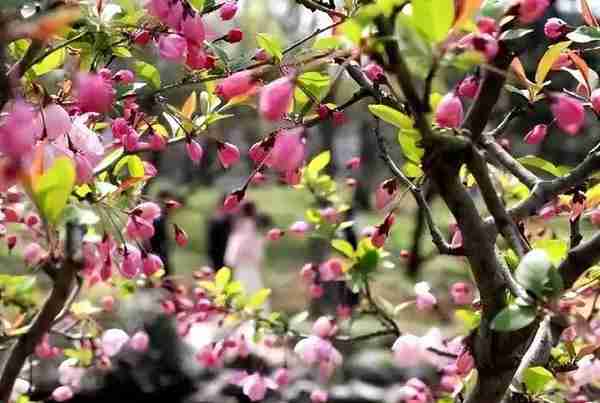 高铁2小时直达！好花呀~