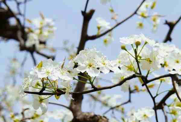 高铁2小时直达！好花呀~