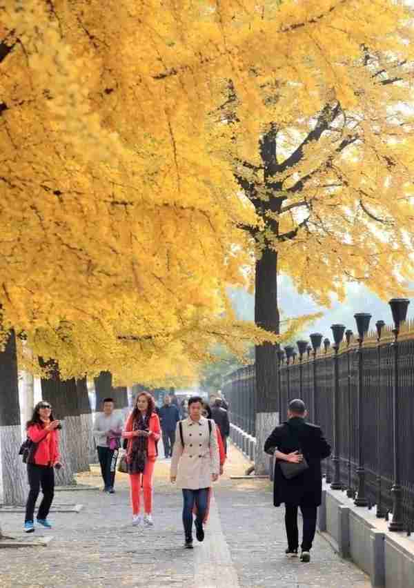 100个镜头带你领略丹东今年的“黄金大道”