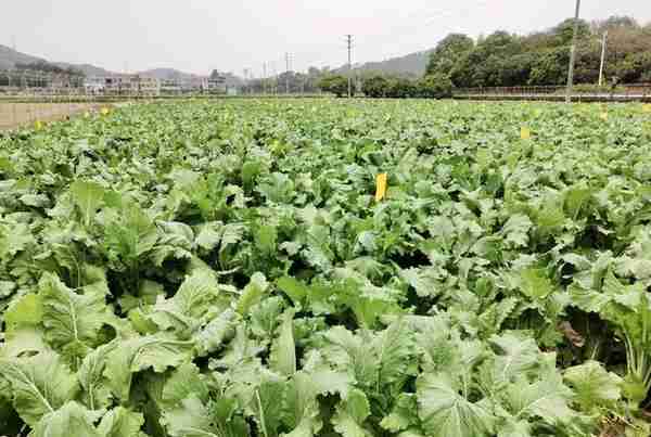 《大粤菜》连载第四期：粤地食材（二）