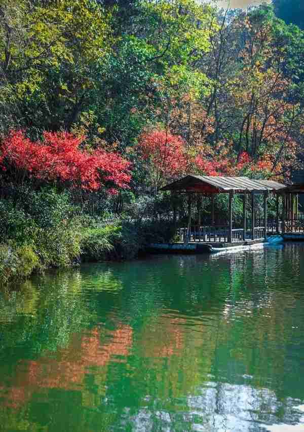 枫红了！广西标志性赏枫秘境，又到最佳观赏期！|广西旅游年卡