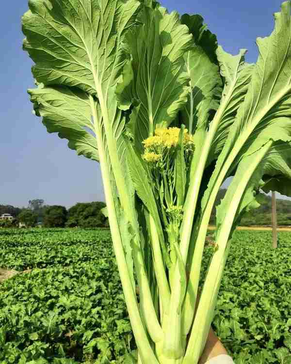 《大粤菜》连载第四期：粤地食材（二）