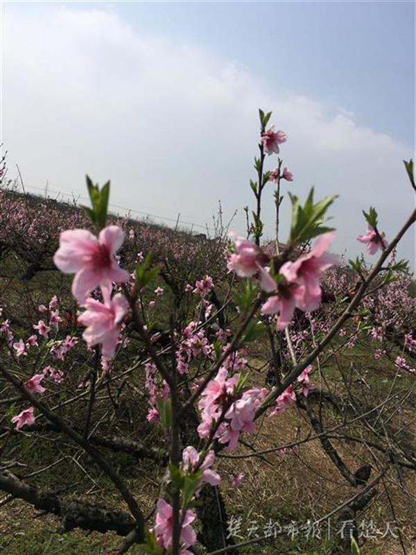 孝感2019桃花文化旅游节开幕，十里桃林将连成花的海洋