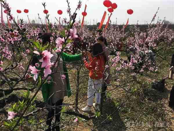 孝感2019桃花文化旅游节开幕，十里桃林将连成花的海洋