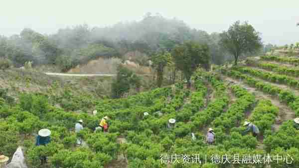 德庆高良镇：发展种植业助力老区人民奔康致富