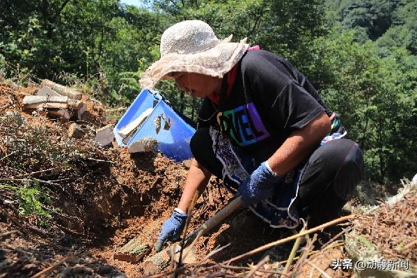 毕节国家森林公园白马山景区：让群众吃上“生态饭”走上致富路