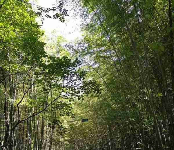 重庆万盛旅游景点汇总，石林比黑山谷好玩