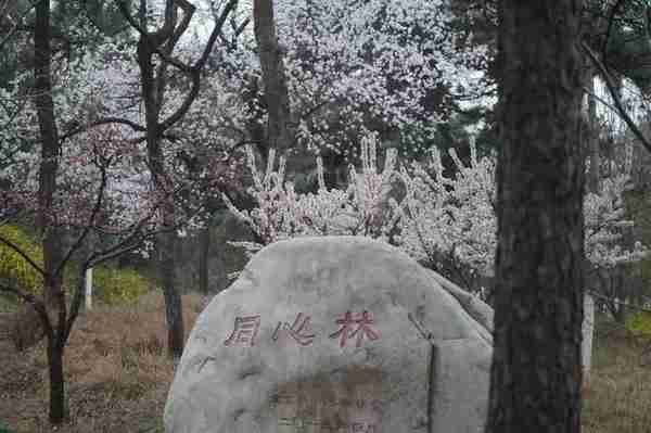 清明去哪玩？北京海淀百望山，行入春山紫翠中，入山深处更桃红！