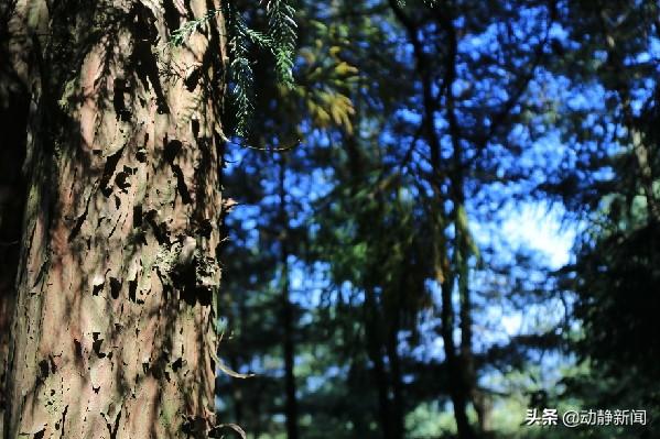 毕节国家森林公园白马山景区：让群众吃上“生态饭”走上致富路