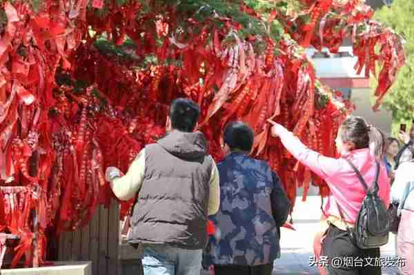 【玩转烟台】祈福登高、踏青赏花正当时，来烟台龙口南山过一个浪漫的女神节！