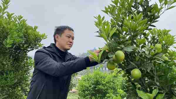 从引入到领跑 看舶来品血橙如何扎根四川资中丨建设美丽乡村 共享美好资中