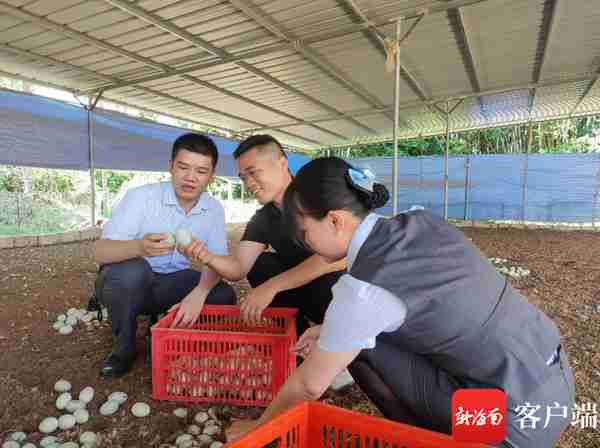 海南农信：乘风而行 以金融力量赋能自贸港高质量发展